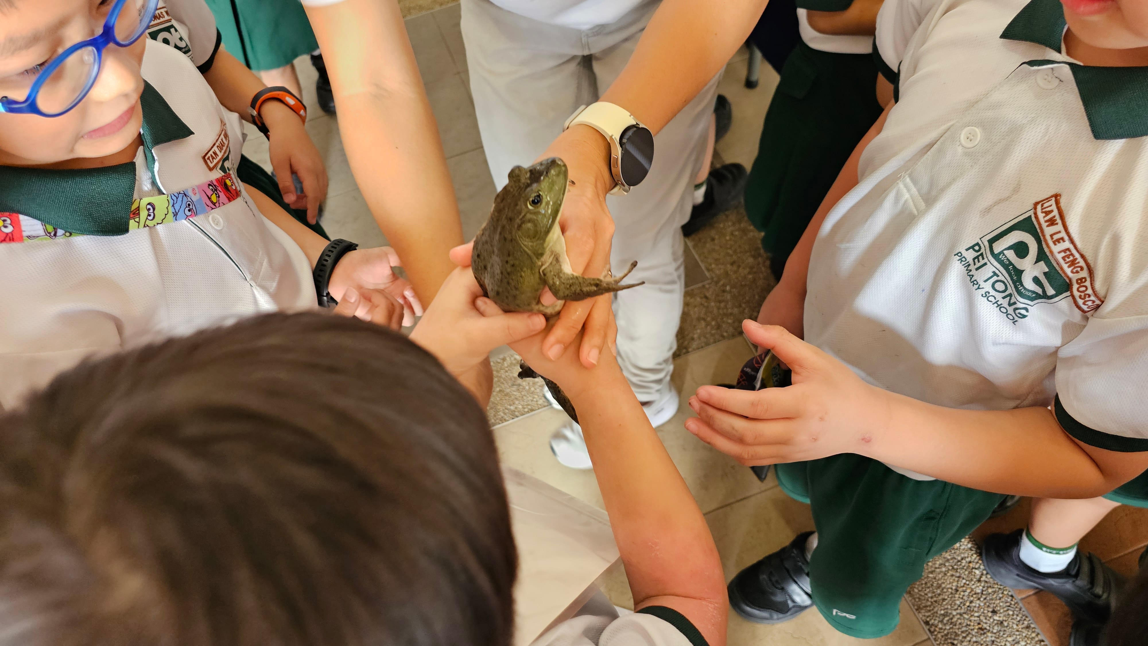 Students gathered around a teacher holding a large frog, with students carefully touching and observing the animal during an interactive learning activity.