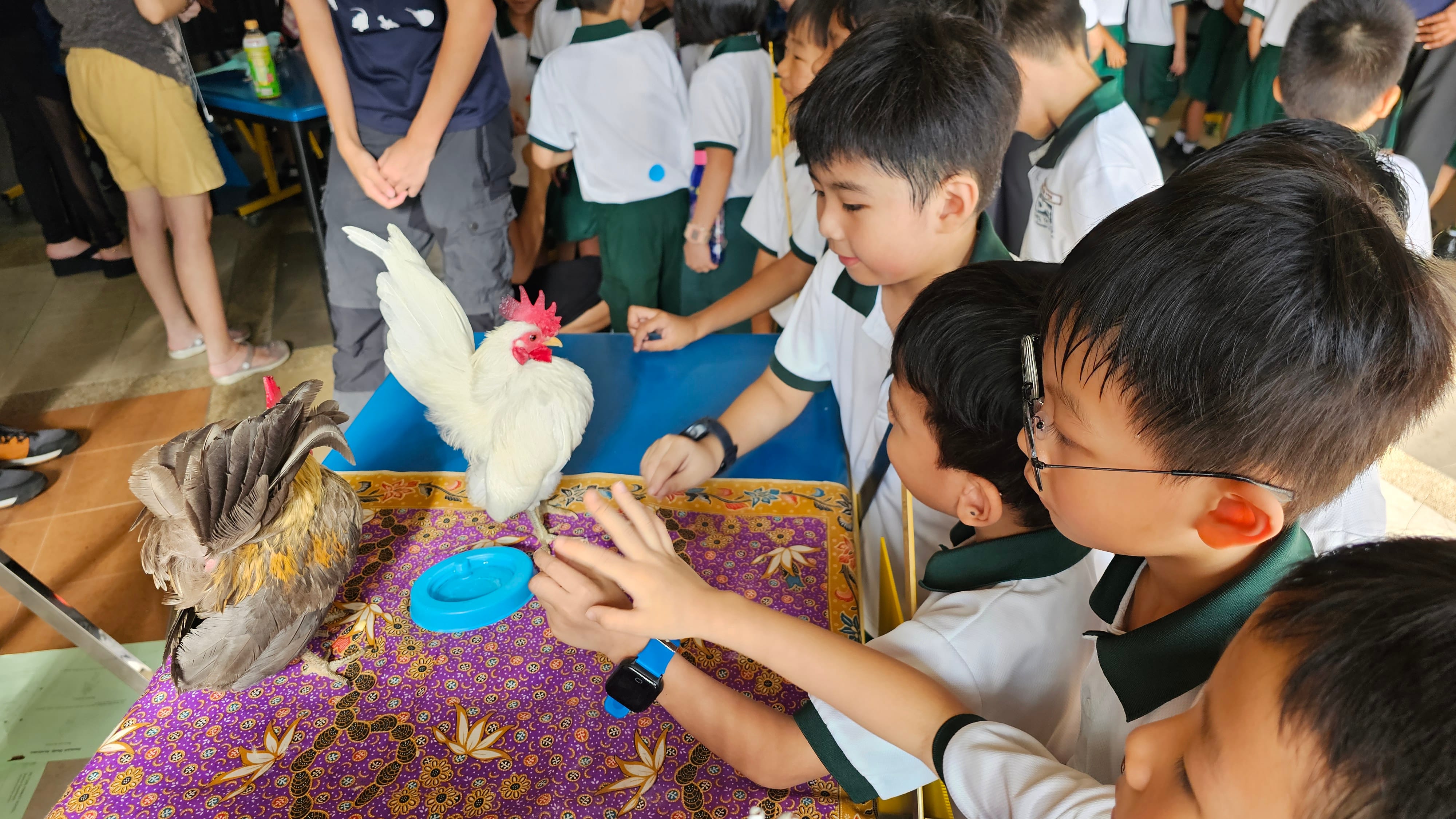 Students gathered around a table interacting with chickens during a hands-on learning activity, with several students observing and gently reaching toward the birds while other students and teachers stand in the background.