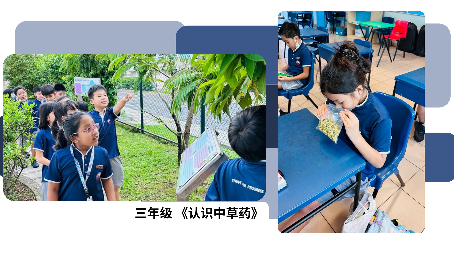 Students in blue uniforms explore plants outdoors and smell herbs in a bag at a classroom desk.
