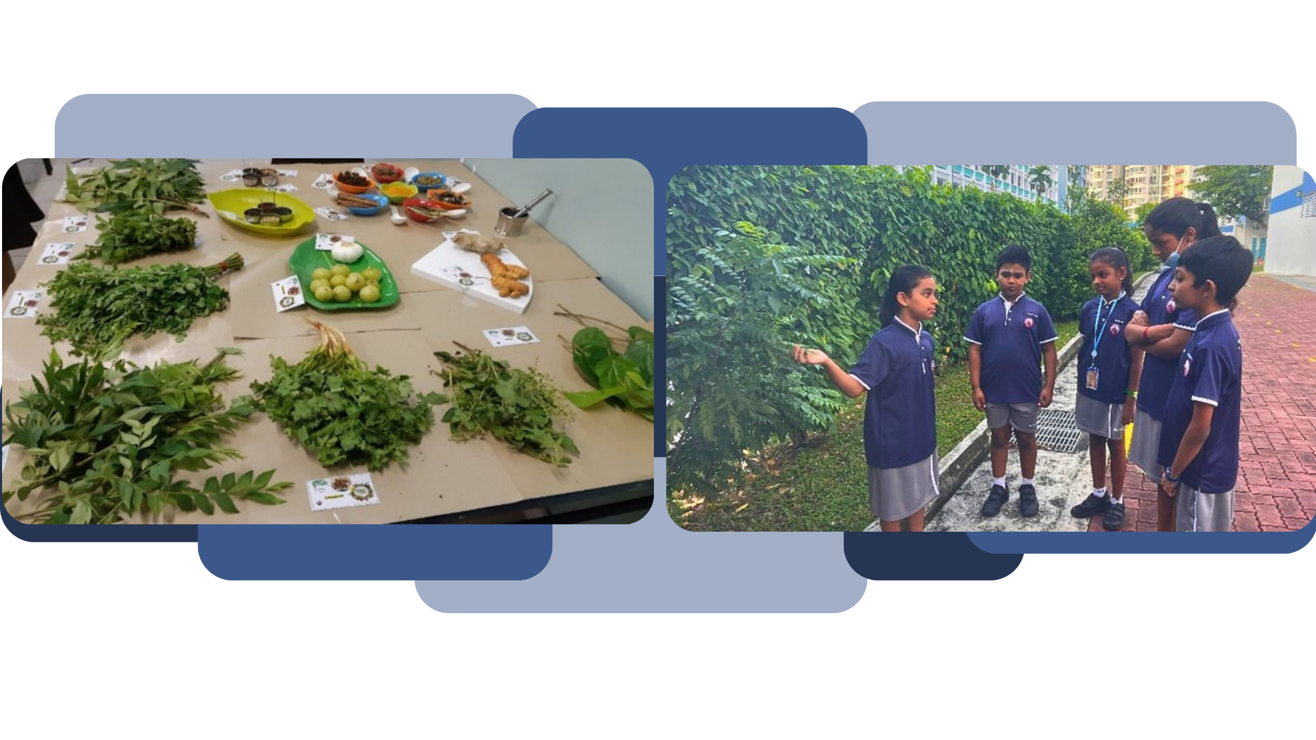 A table with fresh herbs and produce beside a photo of four school children in blue uniforms near green bushes outdoors.