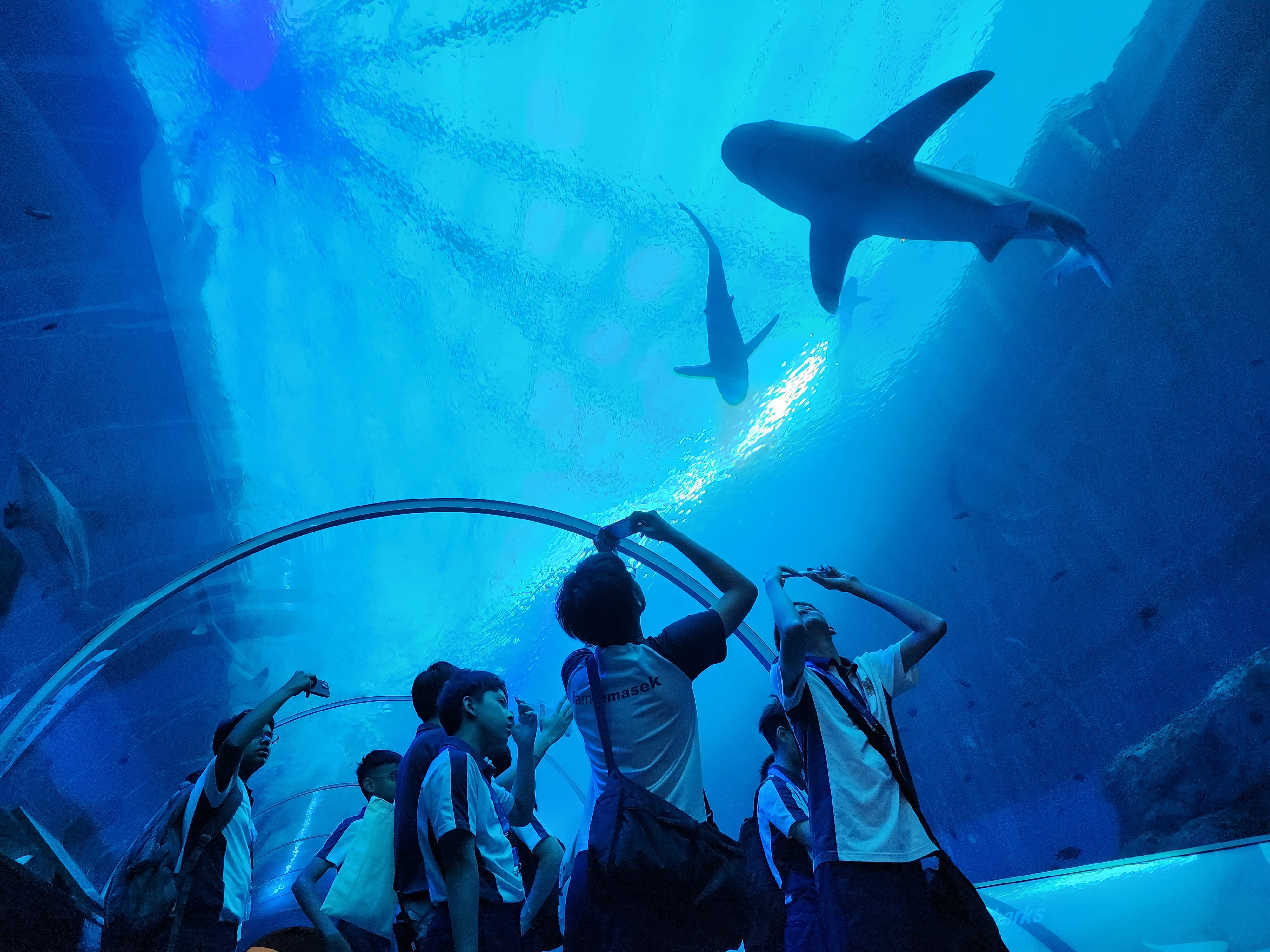 Students in an aquarium tunnel look up and take photos as sharks swim overhead in blue water.