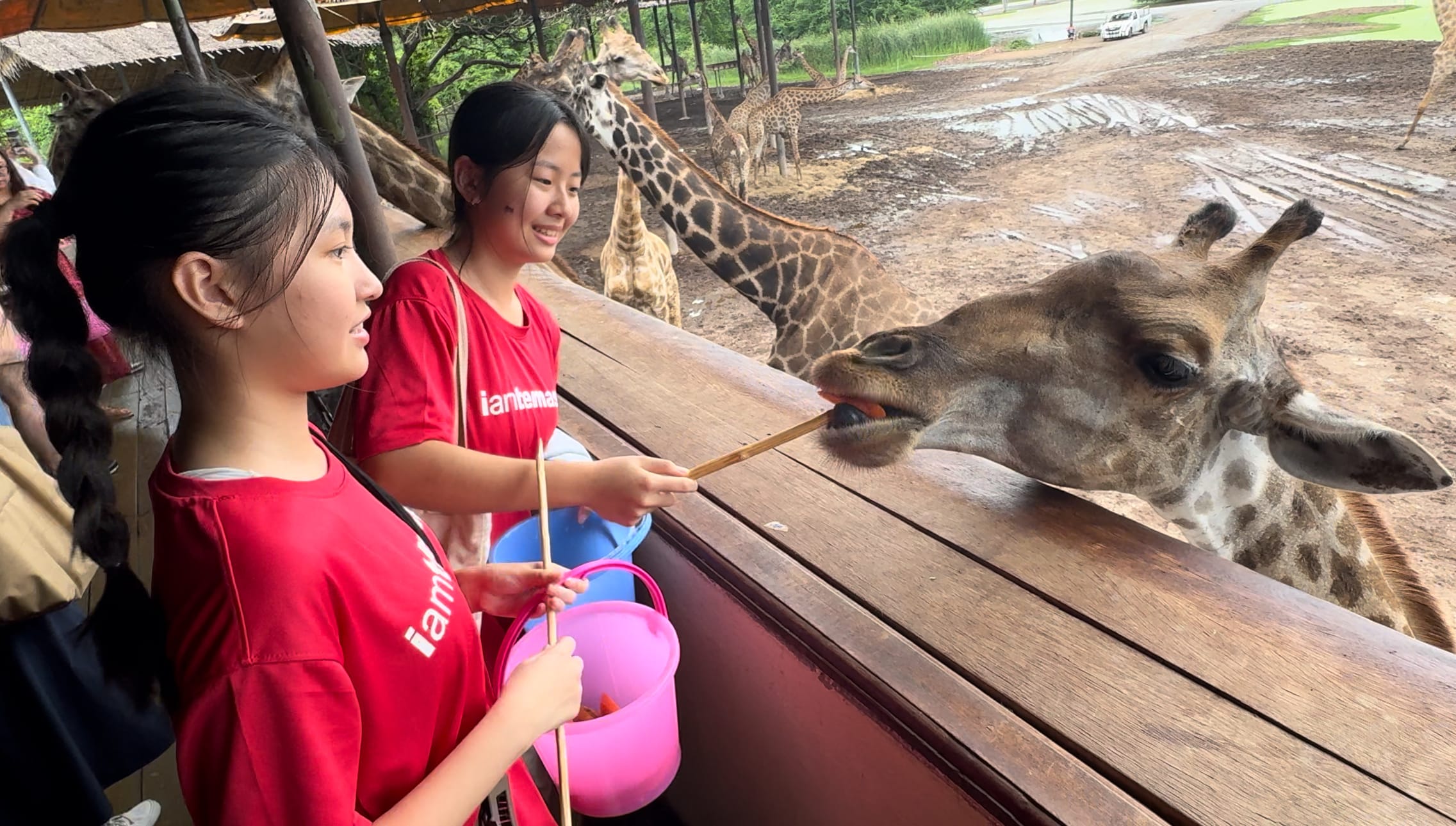 Two girls in red shirts feed a giraffe using sticks at a zoo, with more giraffes visible in the background.