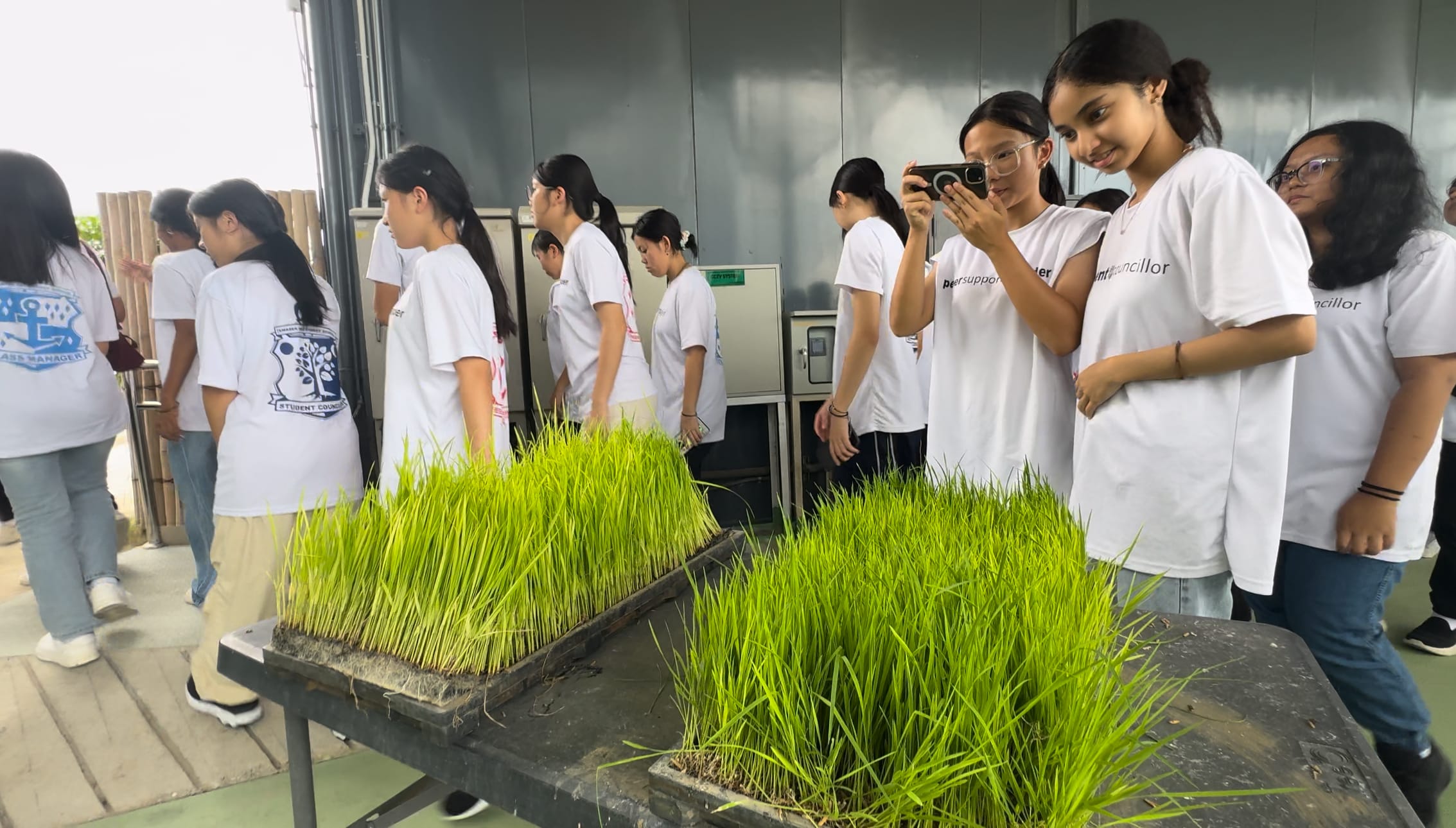 Students in white t-shirts stand near trays of green grass seedlings while one girl takes a photo with her phone.