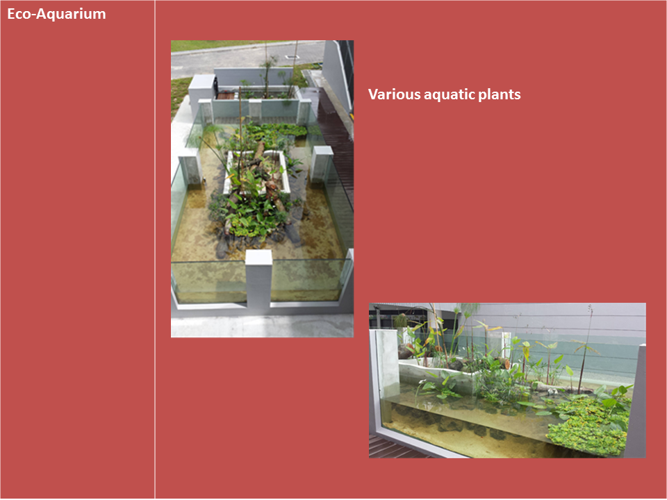 Slide titled Eco-Aquarium showing two photos of glass-walled water tanks with various aquatic plants and sandy substrate.