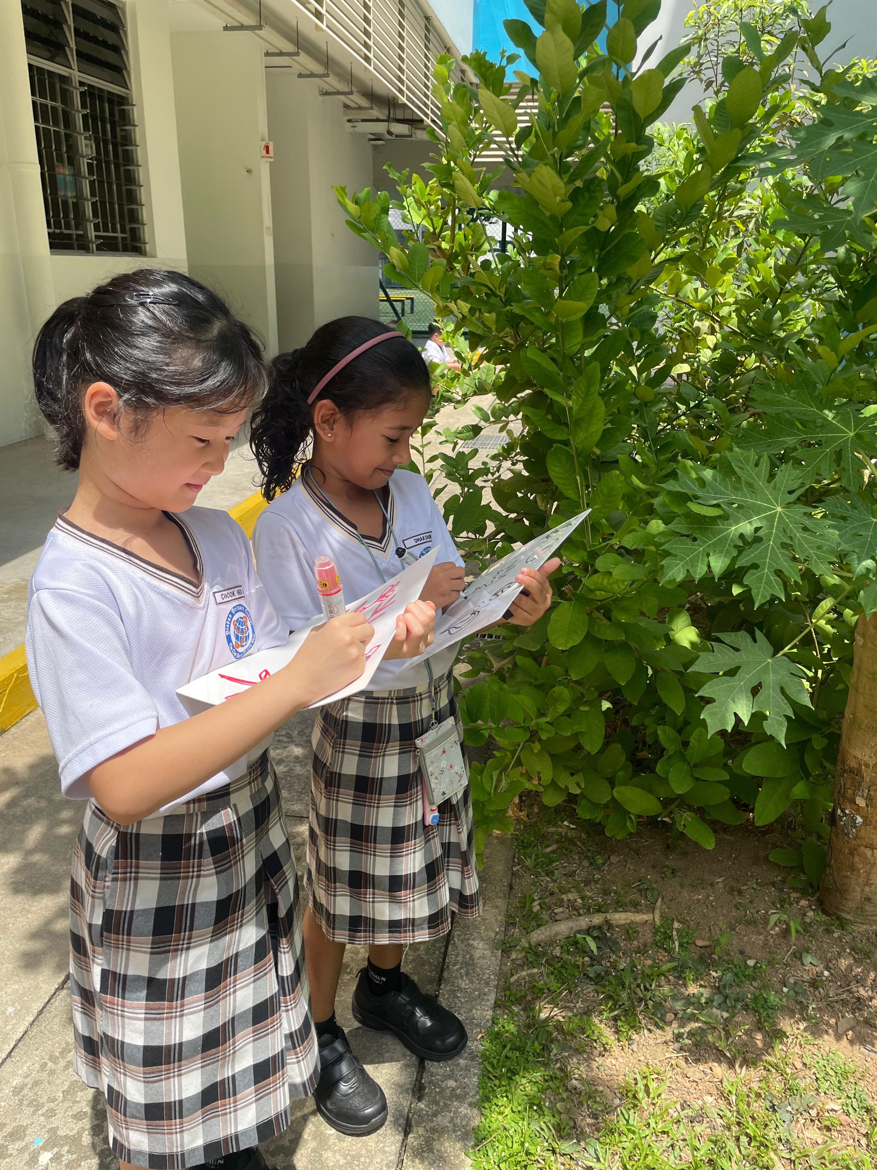Drawing their observations of different types of leaves found in the school garden.