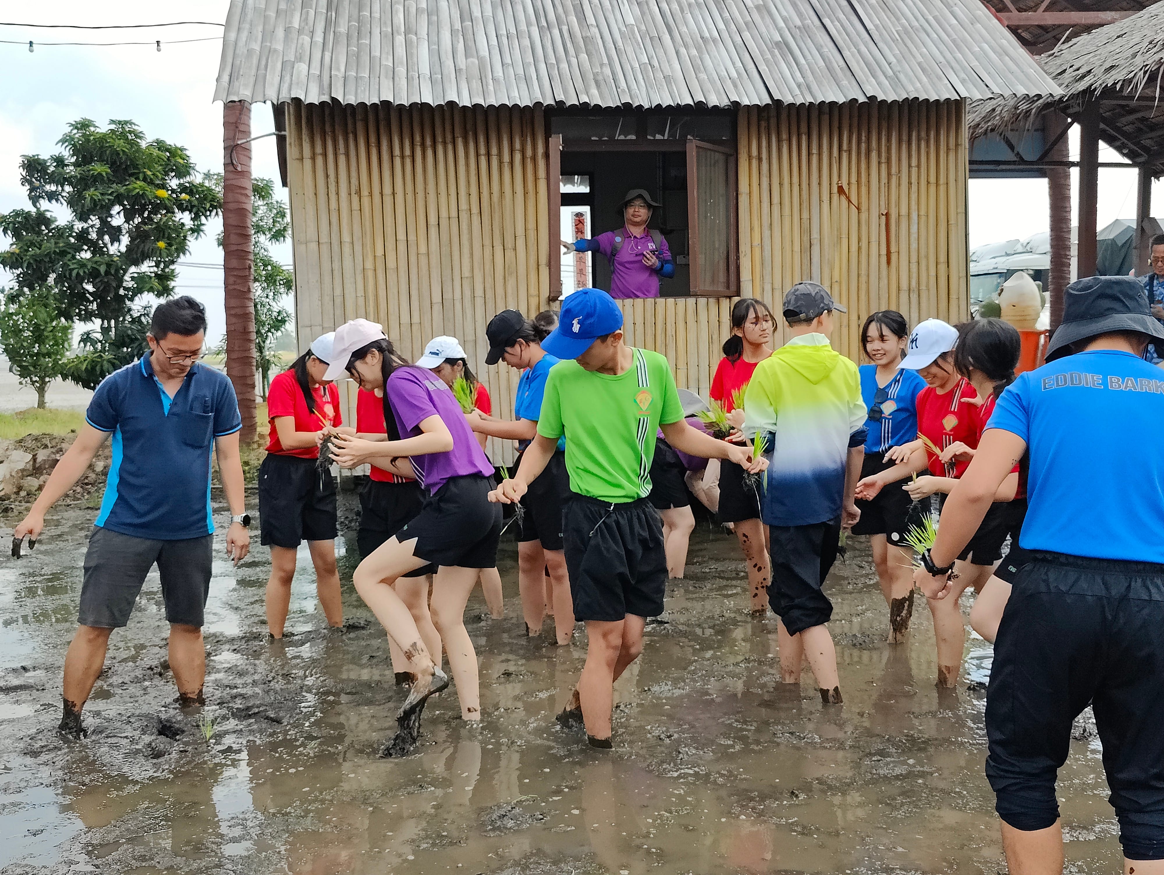 Group of people wading in muddy water, holding seedlings, in front of a small hut with an open door.