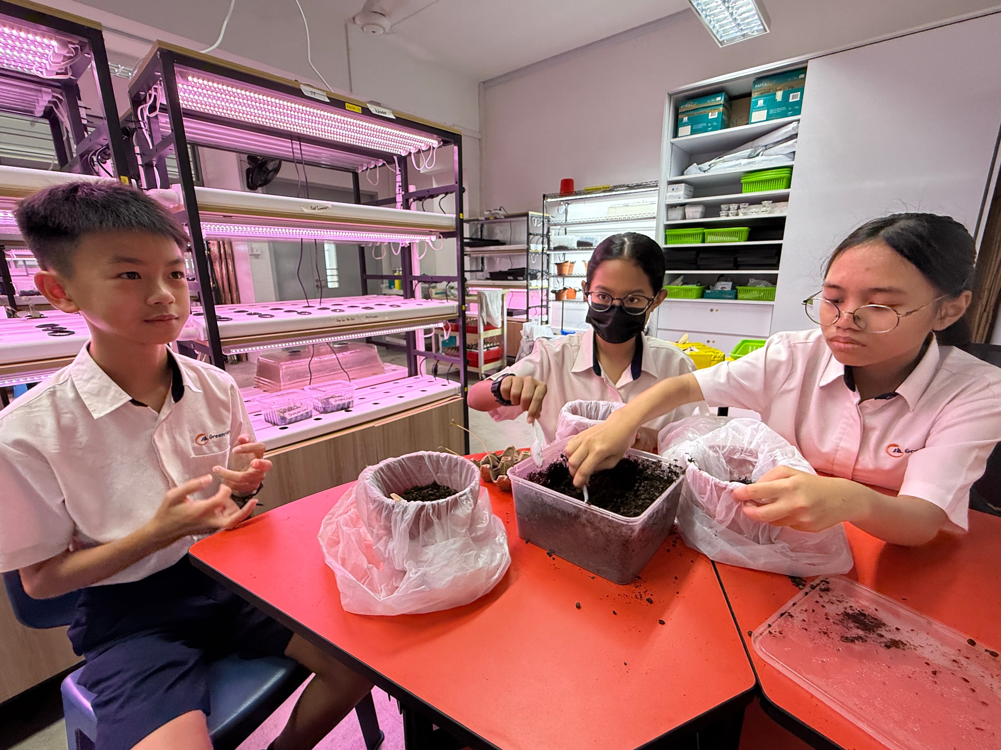 Three students in uniforms work with soil at a red table near a pink LED indoor hydroponic growing rack.