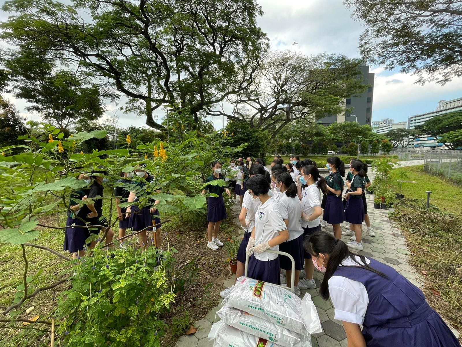Students in uniforms and masks tend to an outdoor garden, with soil bags on a cart and plants nearby.