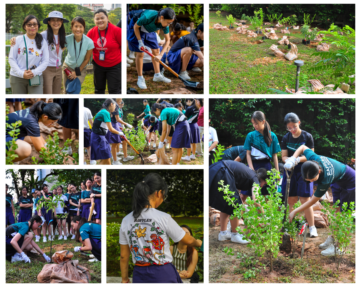 A collage of students in school uniforms planting trees and digging soil outdoors during a community planting event.