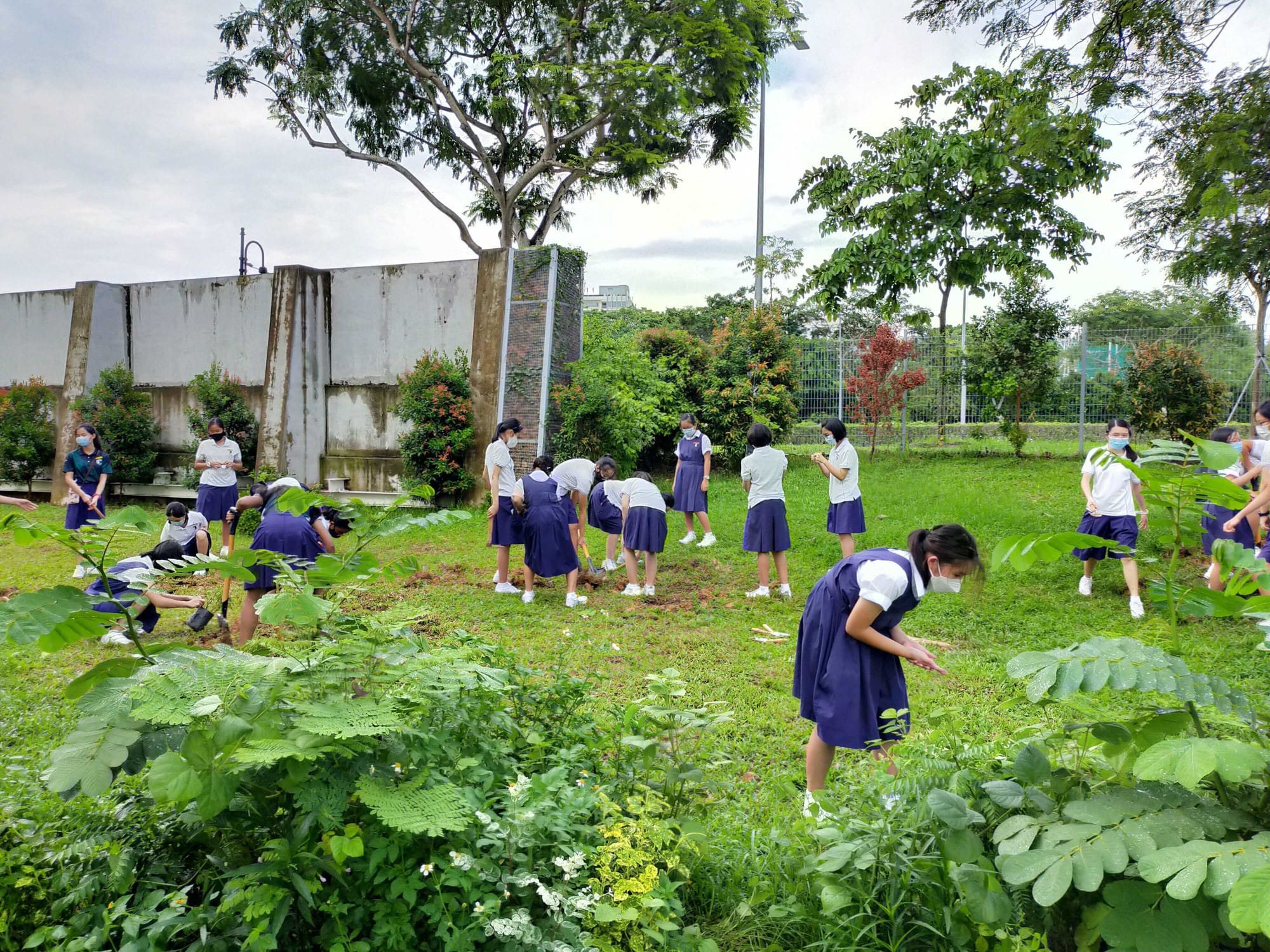 Students in navy uniforms and masks plant trees on a grassy school grounds surrounded by trees and a concrete wall.
