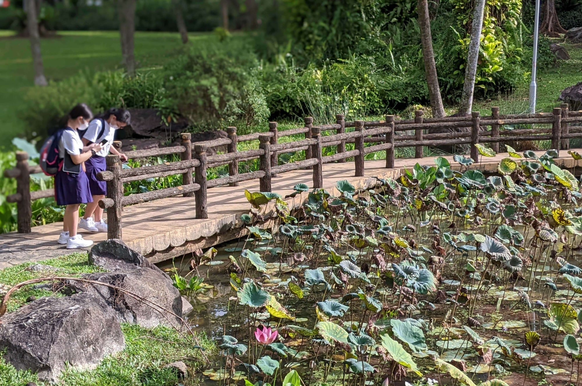 Two students in uniforms stand on a wooden bridge over a pond filled with lotus leaves and a pink flower.