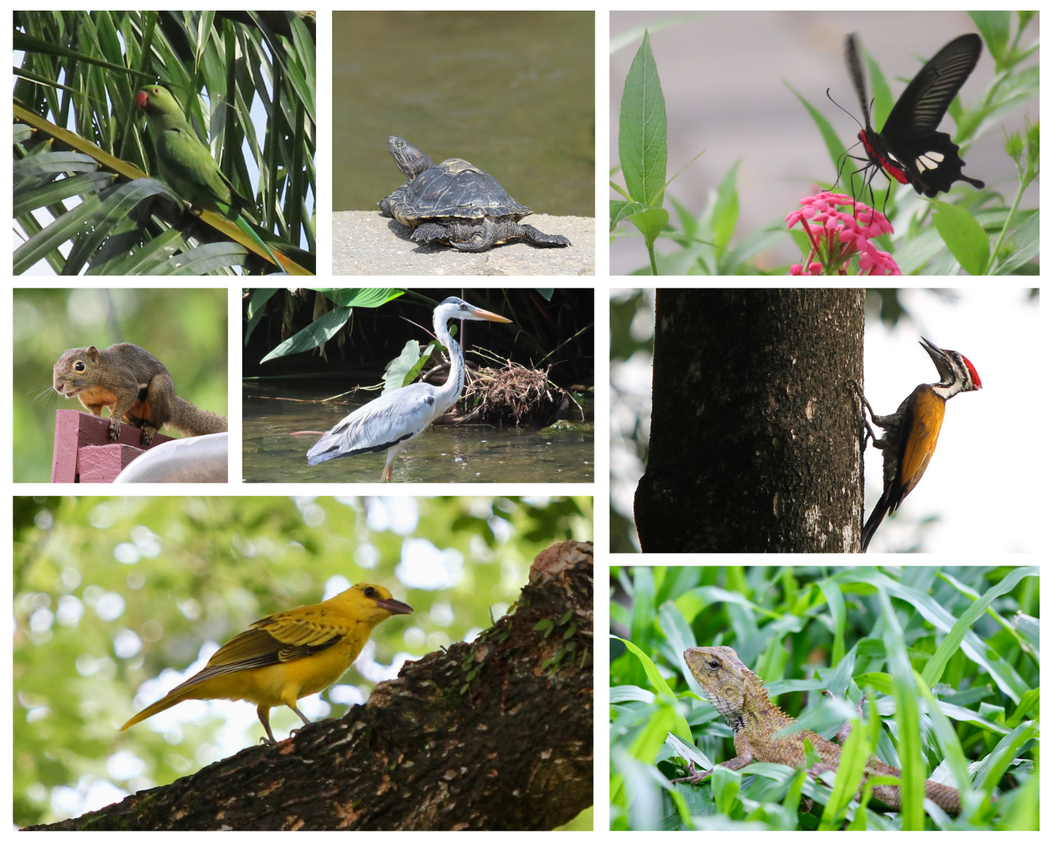 Seven wildlife photos showing a parrot, turtles, black butterfly, squirrel, heron, woodpecker, yellow bird, and lizard.