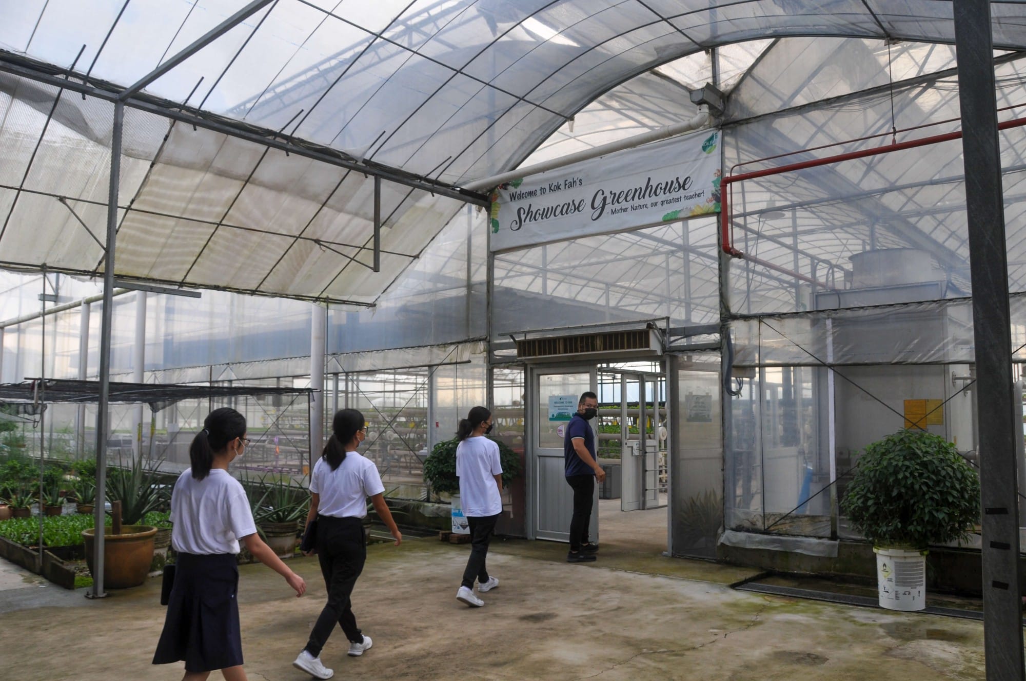 Three students and an adult walk inside Kok Fah's Showcase Greenhouse, a large structure with a translucent roof.