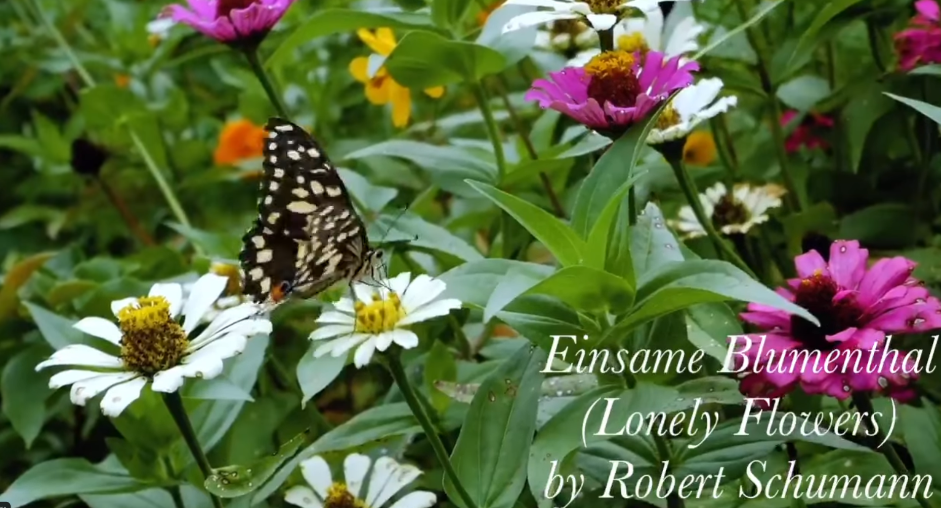 Black and white spotted butterfly resting on white zinnia among pink, orange, and yellow flowers with text overlay.
