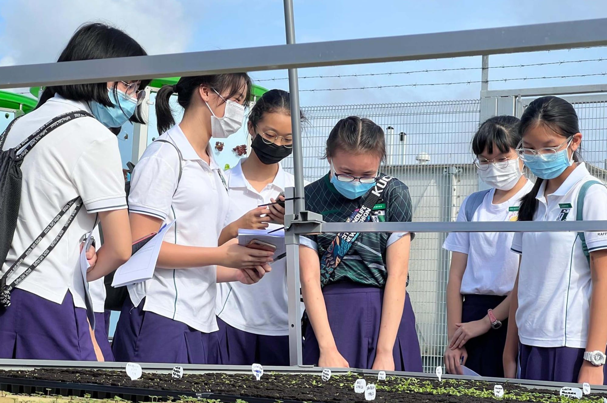 Students in school uniforms and face masks examine labeled seedling trays outdoors near a metal fence.