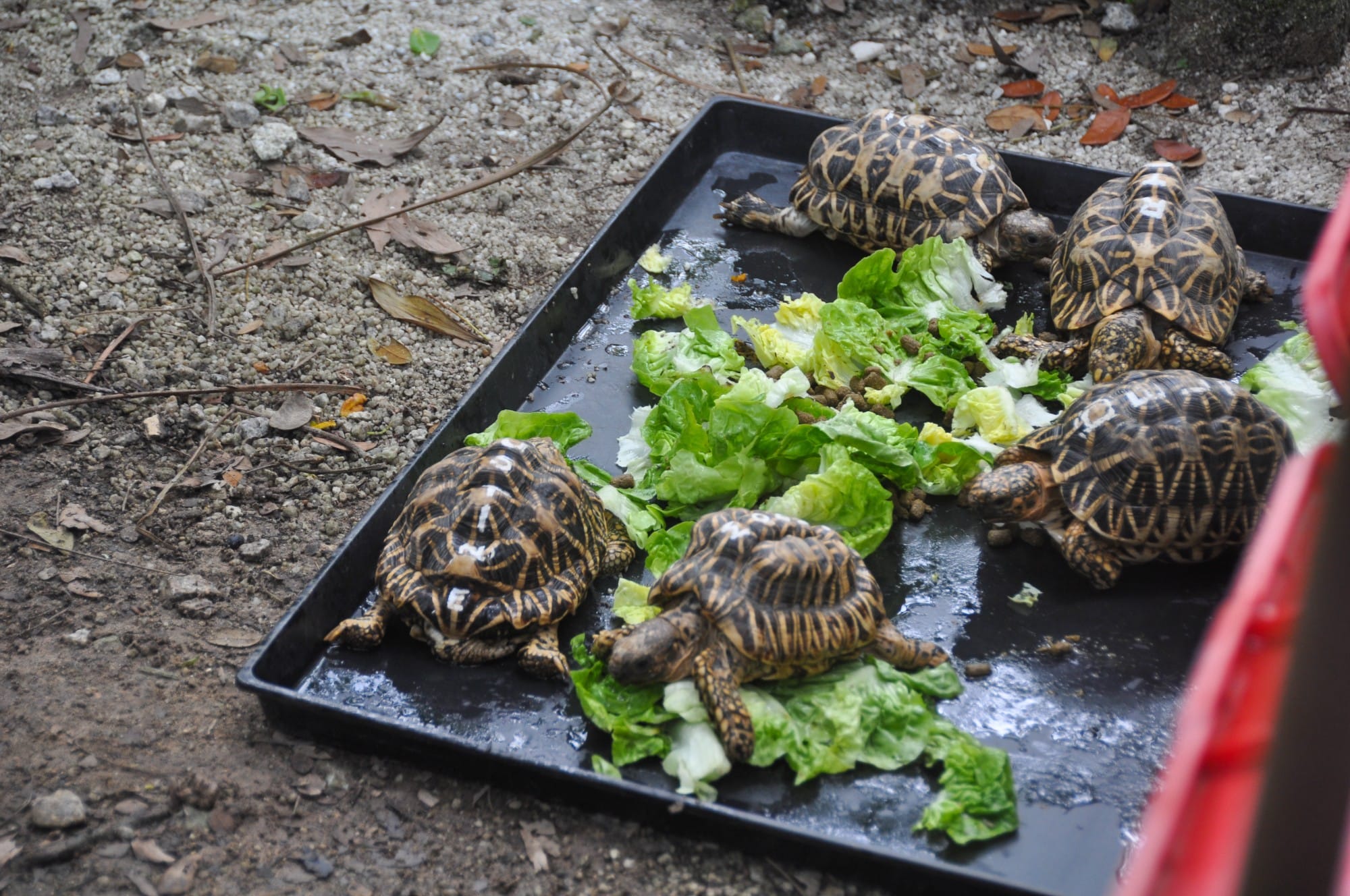 Several star tortoises with patterned shells eating fresh lettuce leaves on a black tray on sandy ground.