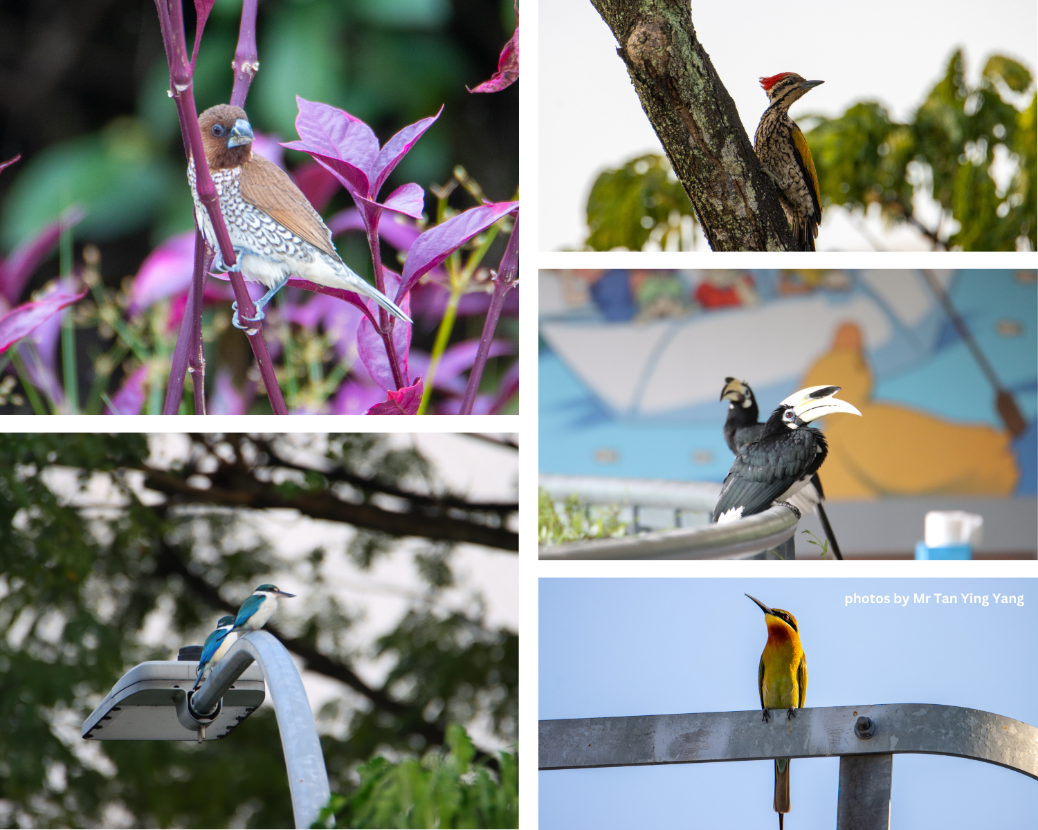 Five bird species shown: a munia on purple leaves, a woodpecker on bark, a kingfisher on a lamp, a hornbill, and a bee-eater.