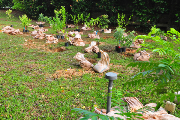 Young potted saplings wrapped in brown burlap are arranged on a grassy lawn with a small garden light post.