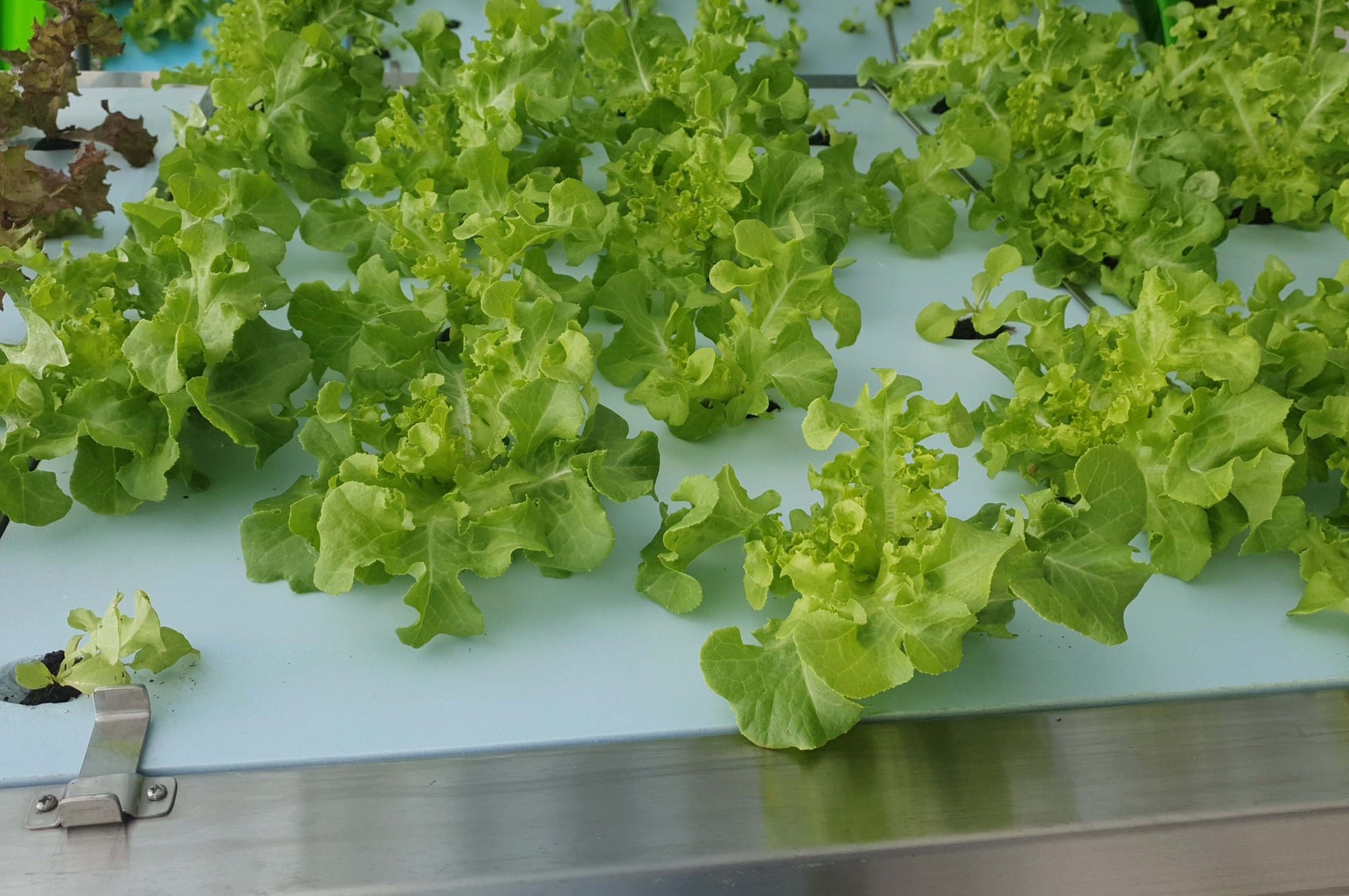 Rows of green lettuce plants growing on a white hydroponic tray with metal supports visible.