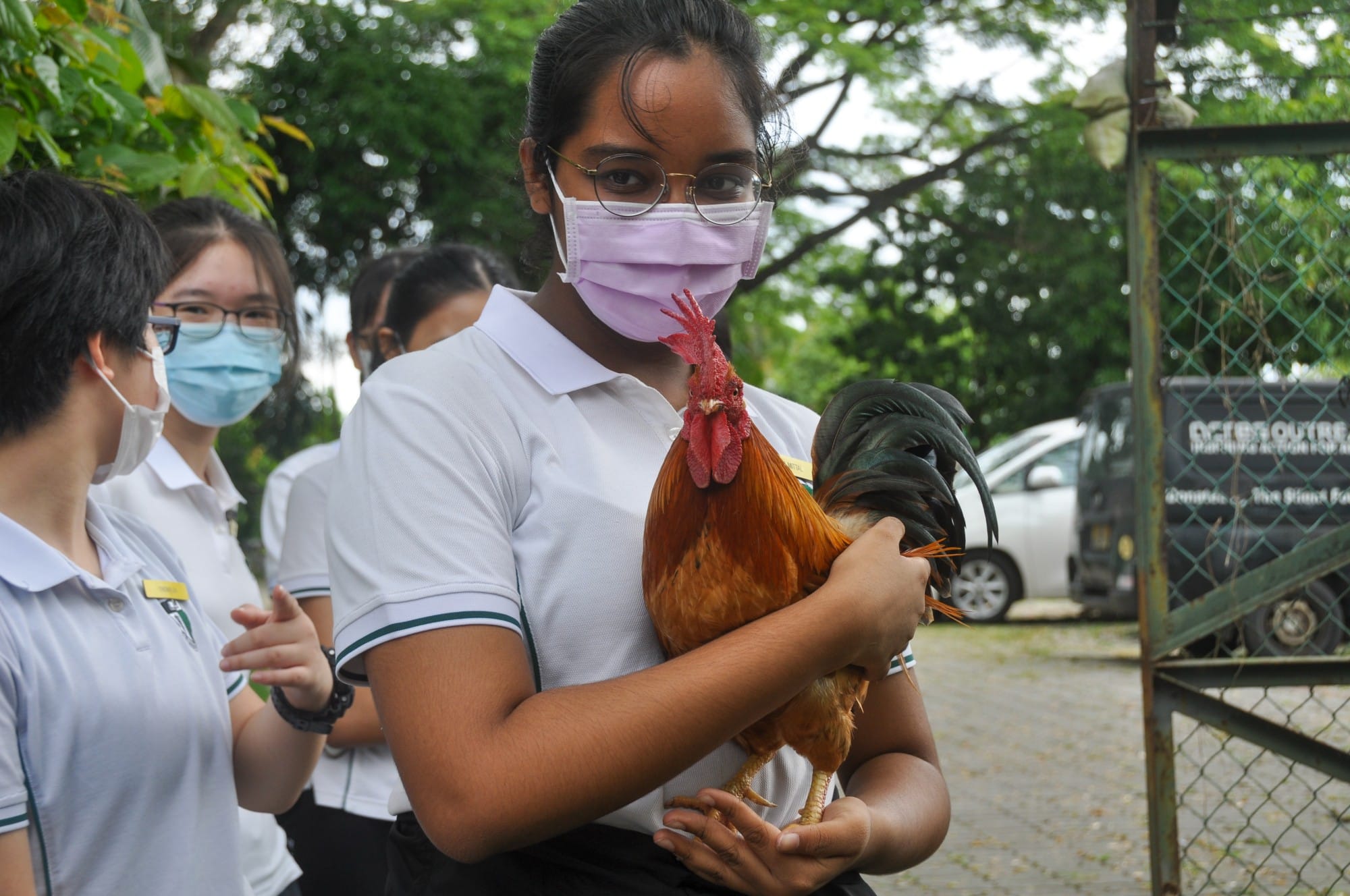 A masked girl in a white uniform holds a rooster, with other masked students standing nearby outdoors.