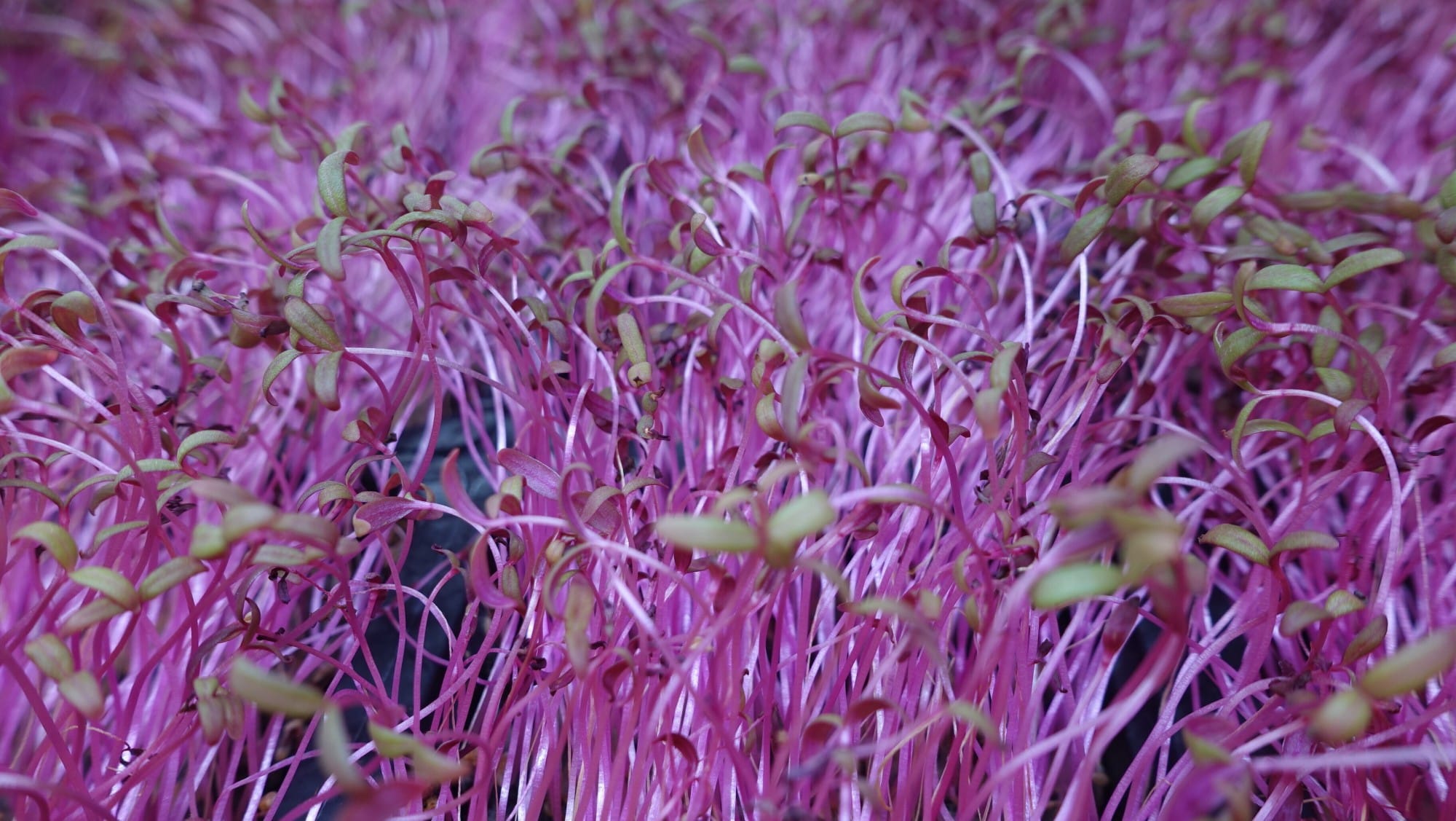 Dense cluster of young pink and magenta microgreens with small green cotyledon leaves on thin stems.