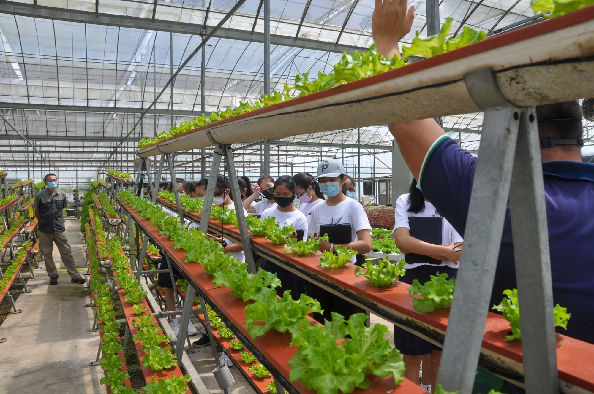 Students wearing masks tour a greenhouse with tiered rows of growing lettuce plants on red trays.