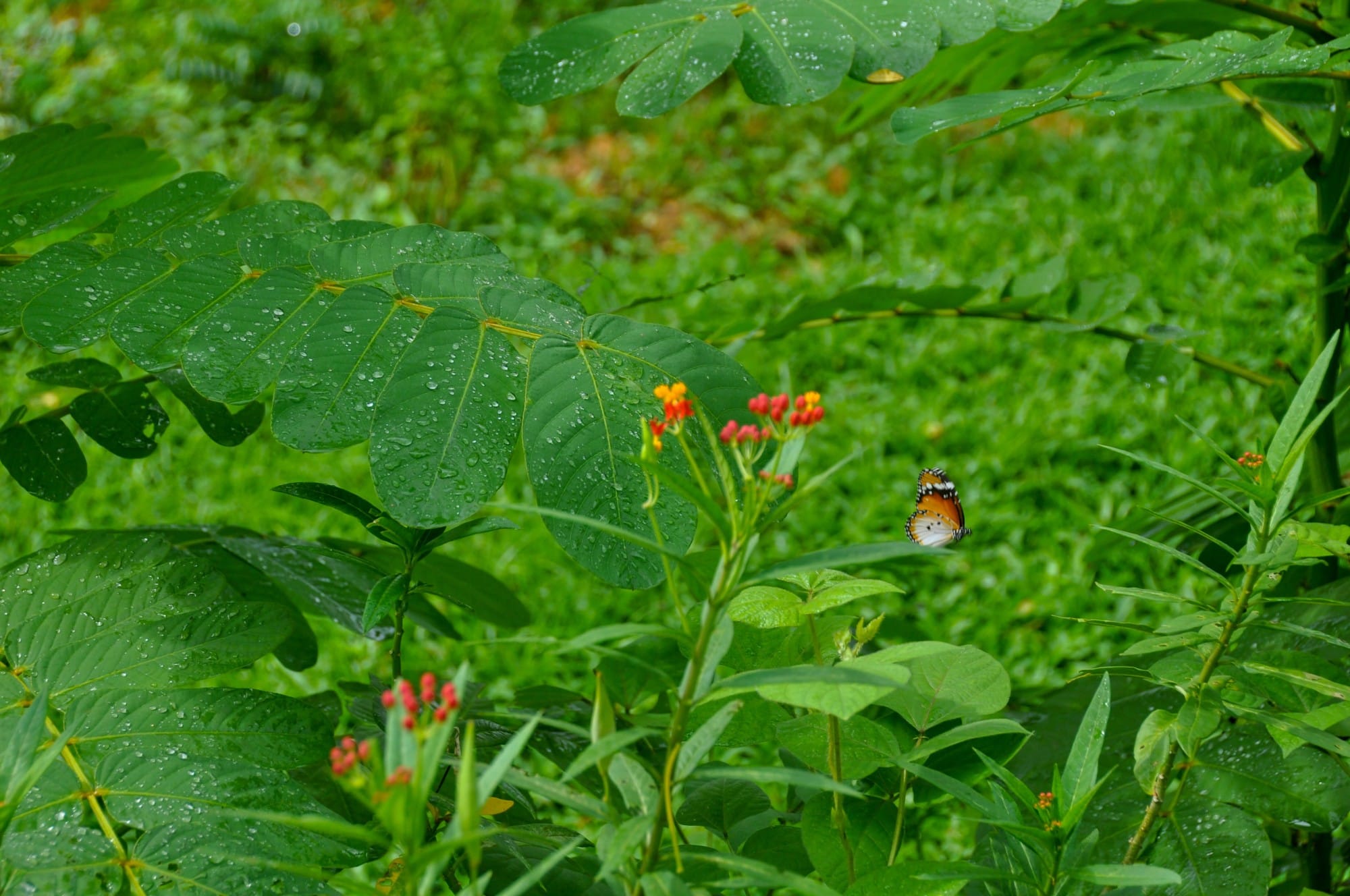 An orange and white butterfly rests near small red flowers among rain-covered green leaves.
