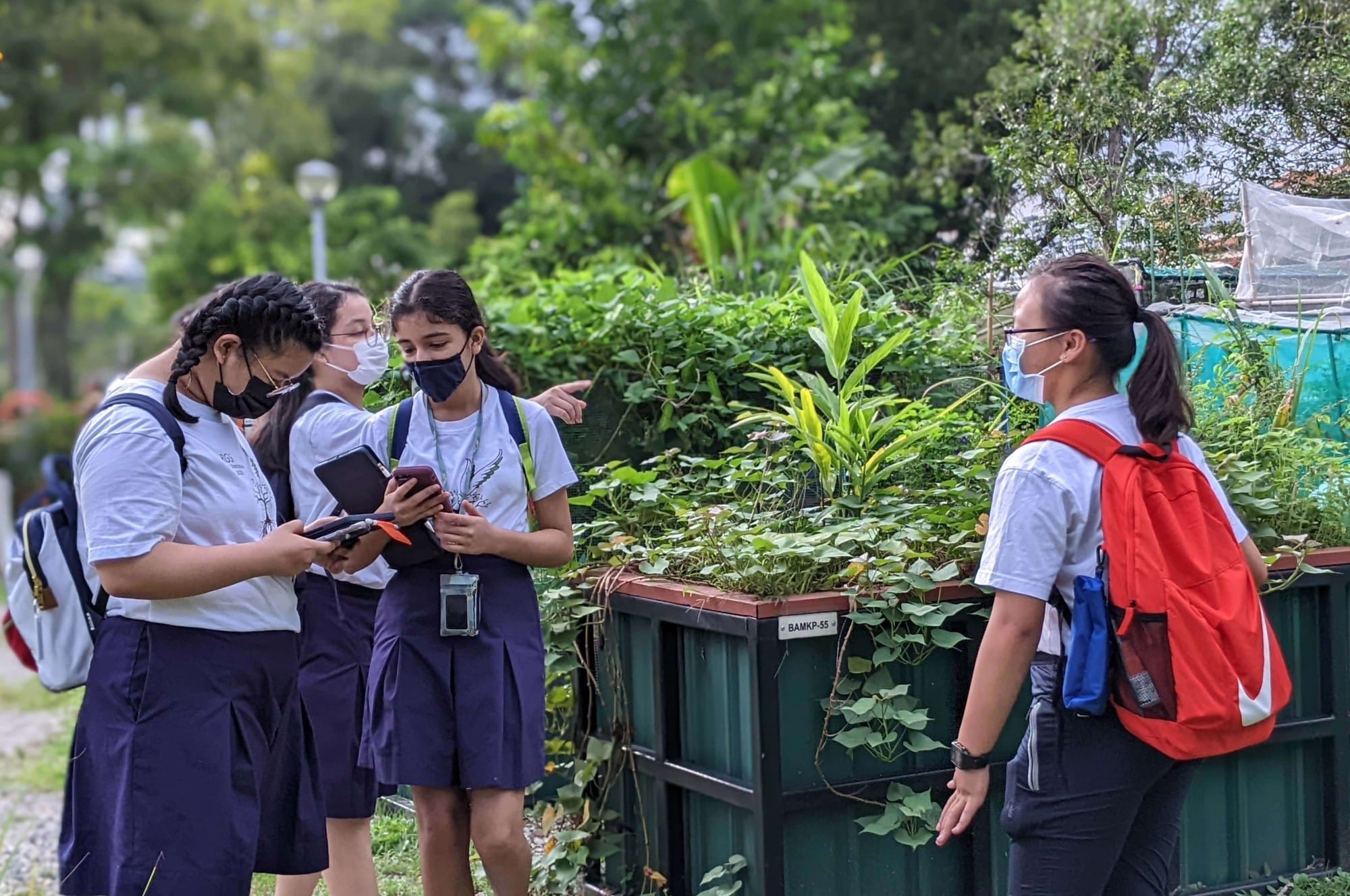 Four masked school girls in uniforms stand outdoors around a raised planter box filled with green plants, looking at phones.