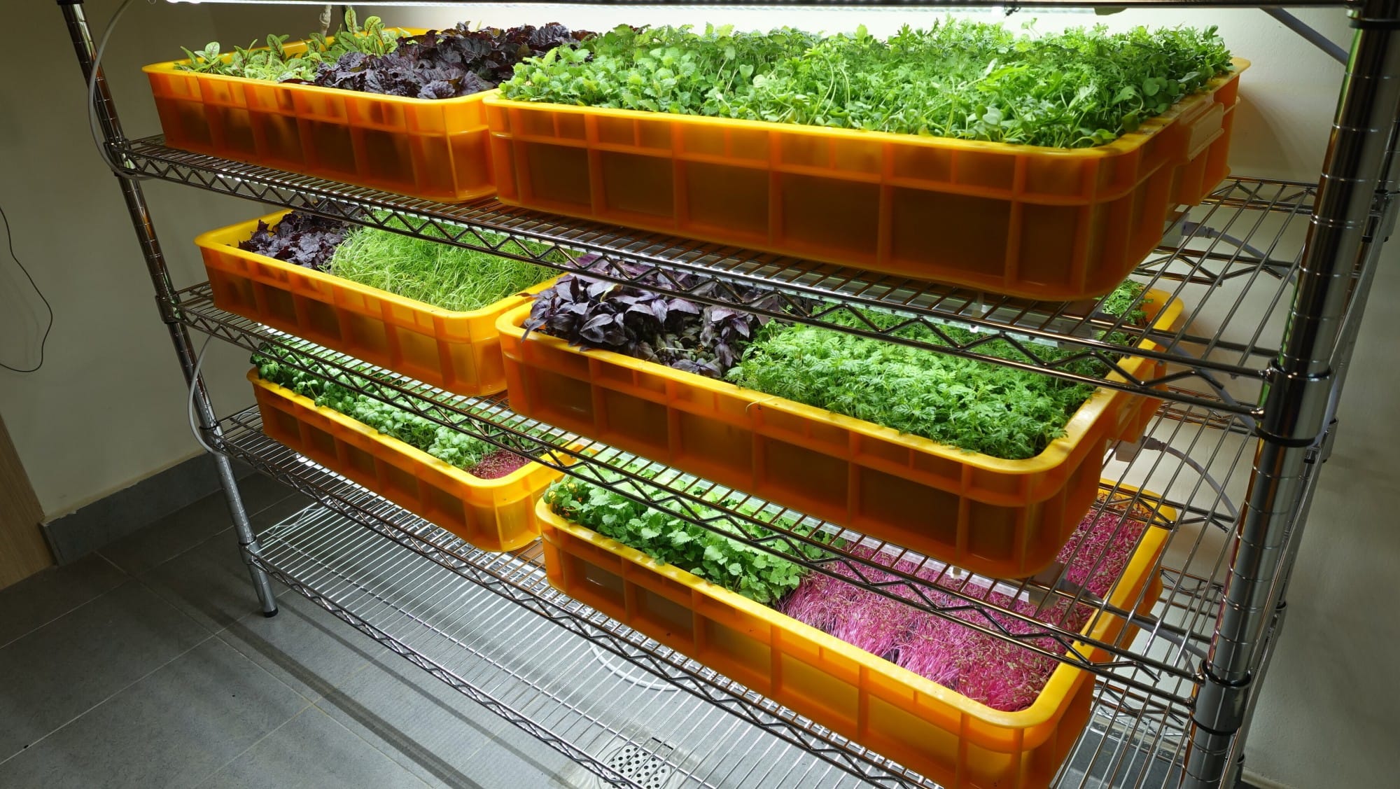 Multiple orange trays of green and purple microgreens growing on a metal wire shelving unit indoors.