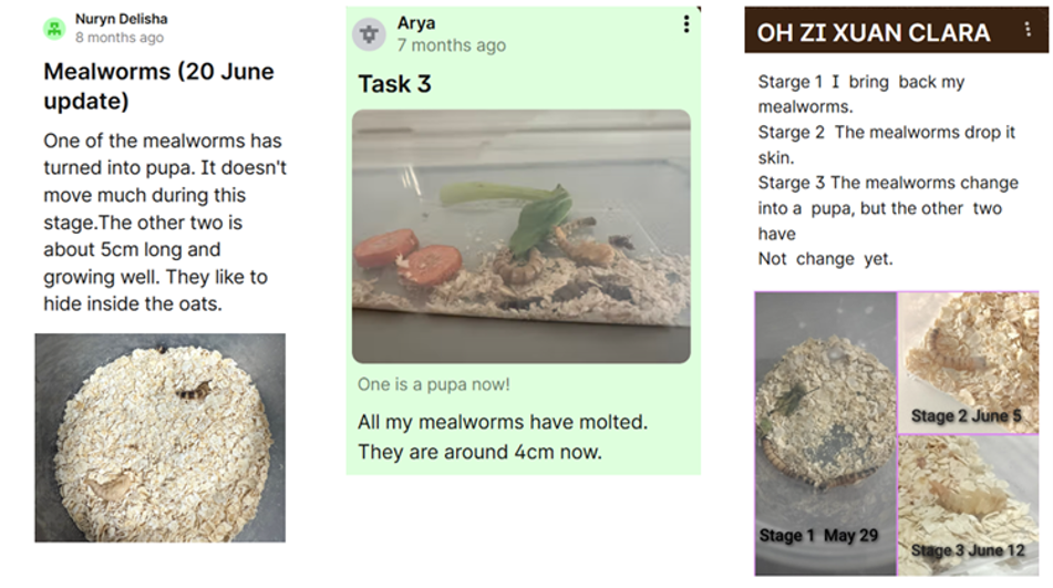 Our Primary 3 students showcased their scientific observations 