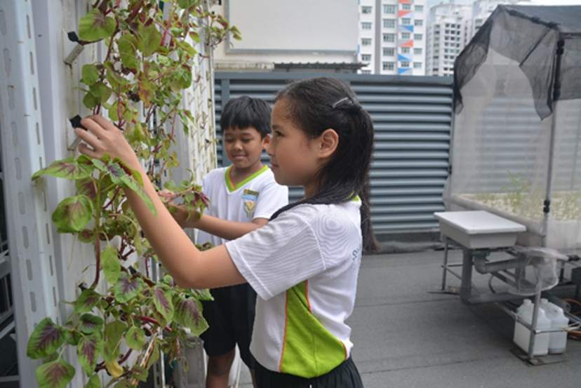 Our Green Sparks students checking the growth of the vegetables. 