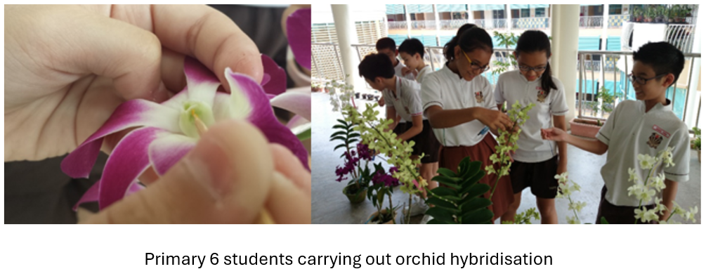 Two photos show students in uniform examining orchid plants outdoors, beside a close-up of hands holding a pink orchid flower.
