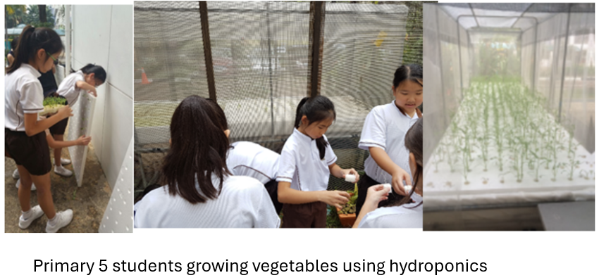 Three photos of Primary 5 students in white uniforms tending to plants in a hydroponics setup outdoors.
