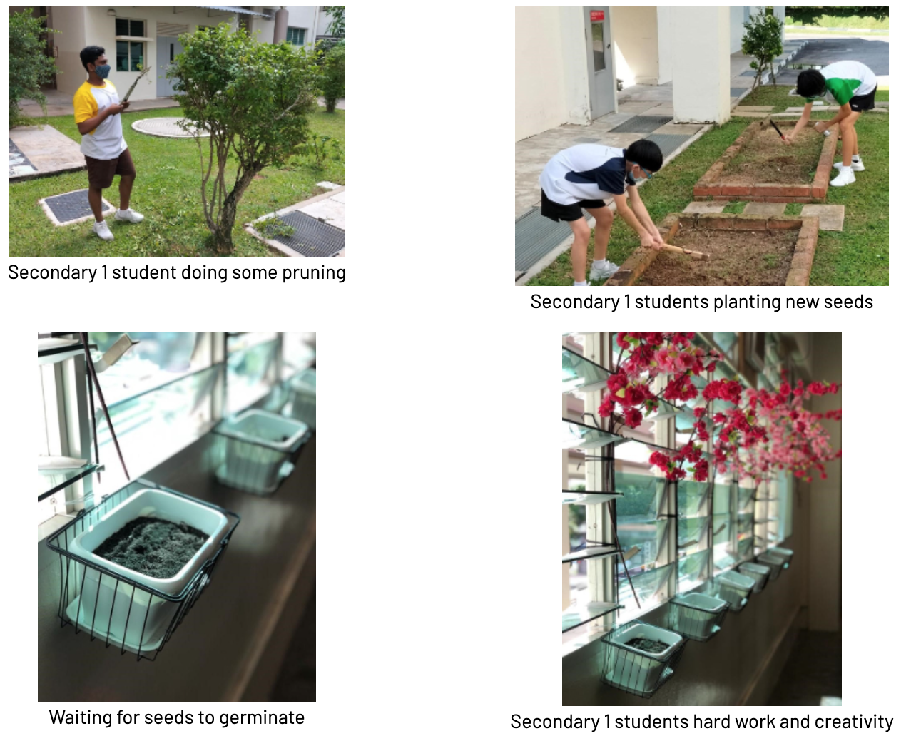 Four photos show students pruning, planting seeds in garden beds, small pots on a windowsill, and pink flowering branches indoors.
