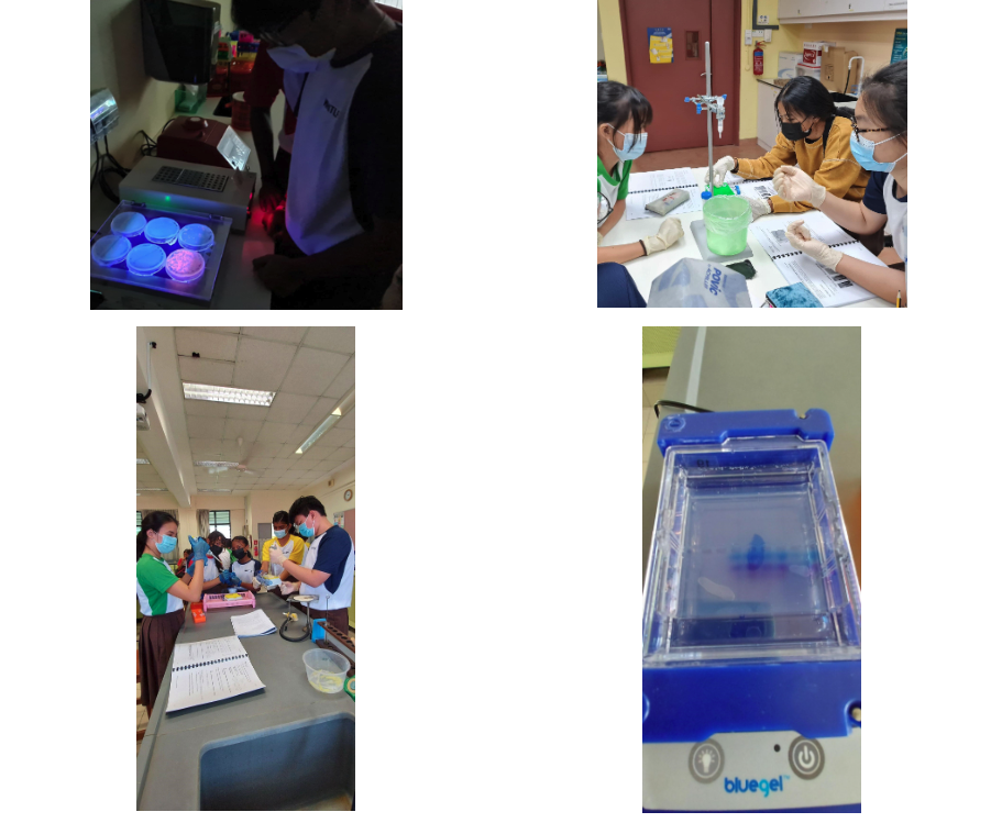 Students in masks conduct lab experiments with gel electrophoresis equipment and a blue Bluegel device.