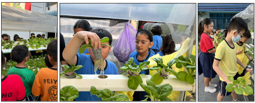 Children in blue shirts examine hydroponic leafy green plants growing in white trays at a school gardening activity.