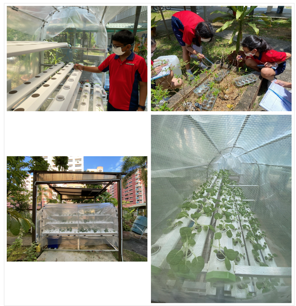 Students in red shirts tend to hydroponic systems and a garden bed outdoors, with plants growing in white PVC pipe racks.