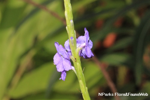 Small purple flower blooming on a green stem with blurred green foliage in the background.