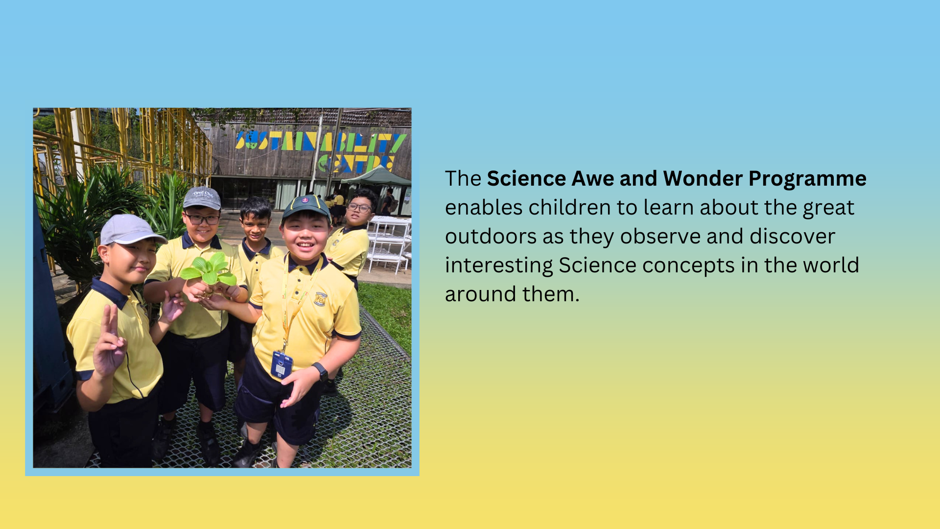 Students in yellow uniforms look upward on a wooden bridge surrounded by trees during an outdoor science lesson.