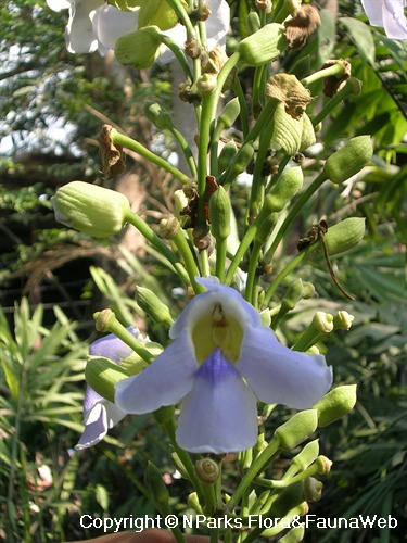 A pale blue and yellow flower with green buds on a tall stem surrounded by green foliage.