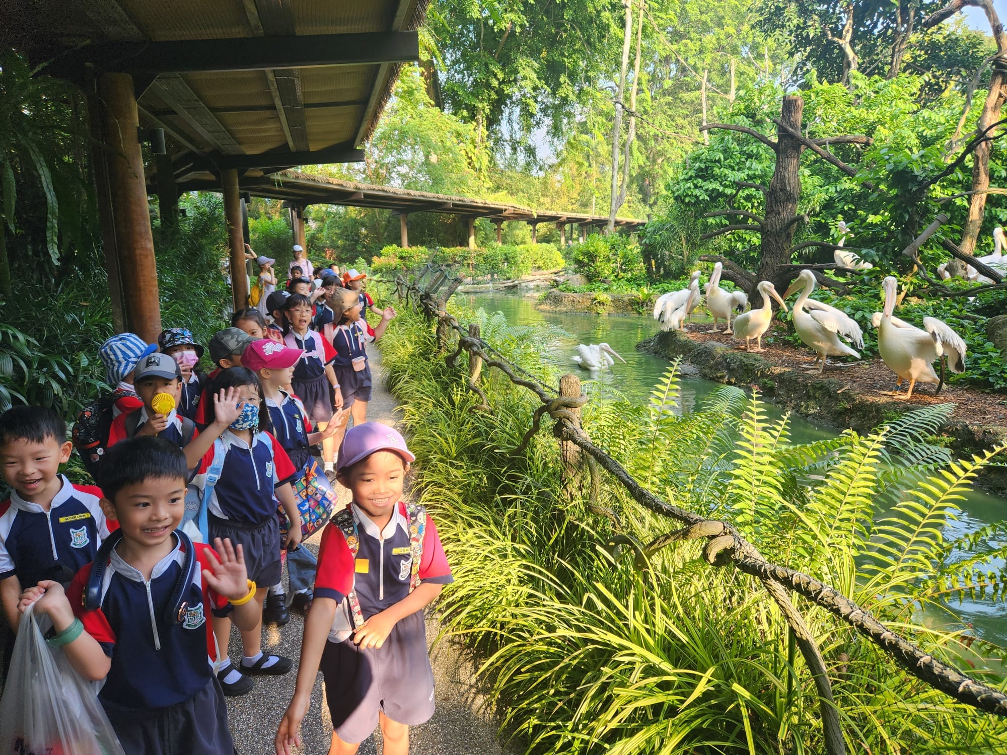 Young schoolchildren in uniforms walk along a lush zoo path beside a pond with white pelicans nearby.