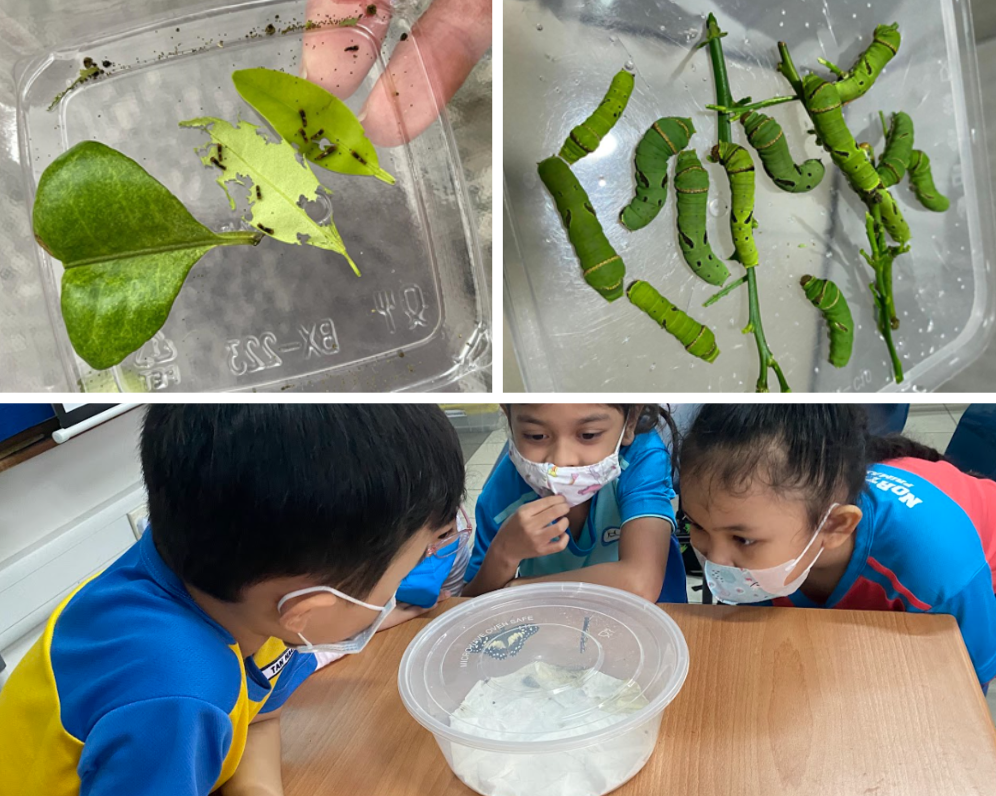 Three masked children examine a container while nearby trays show small caterpillars on chewed leaves and large green caterpillars.