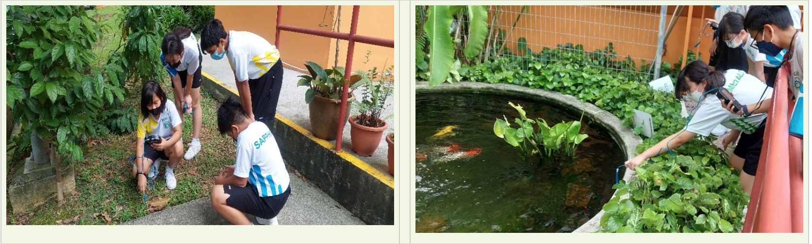 Students in masks examine plants outdoors on the left, and lean over a koi pond surrounded by greenery on the right.
