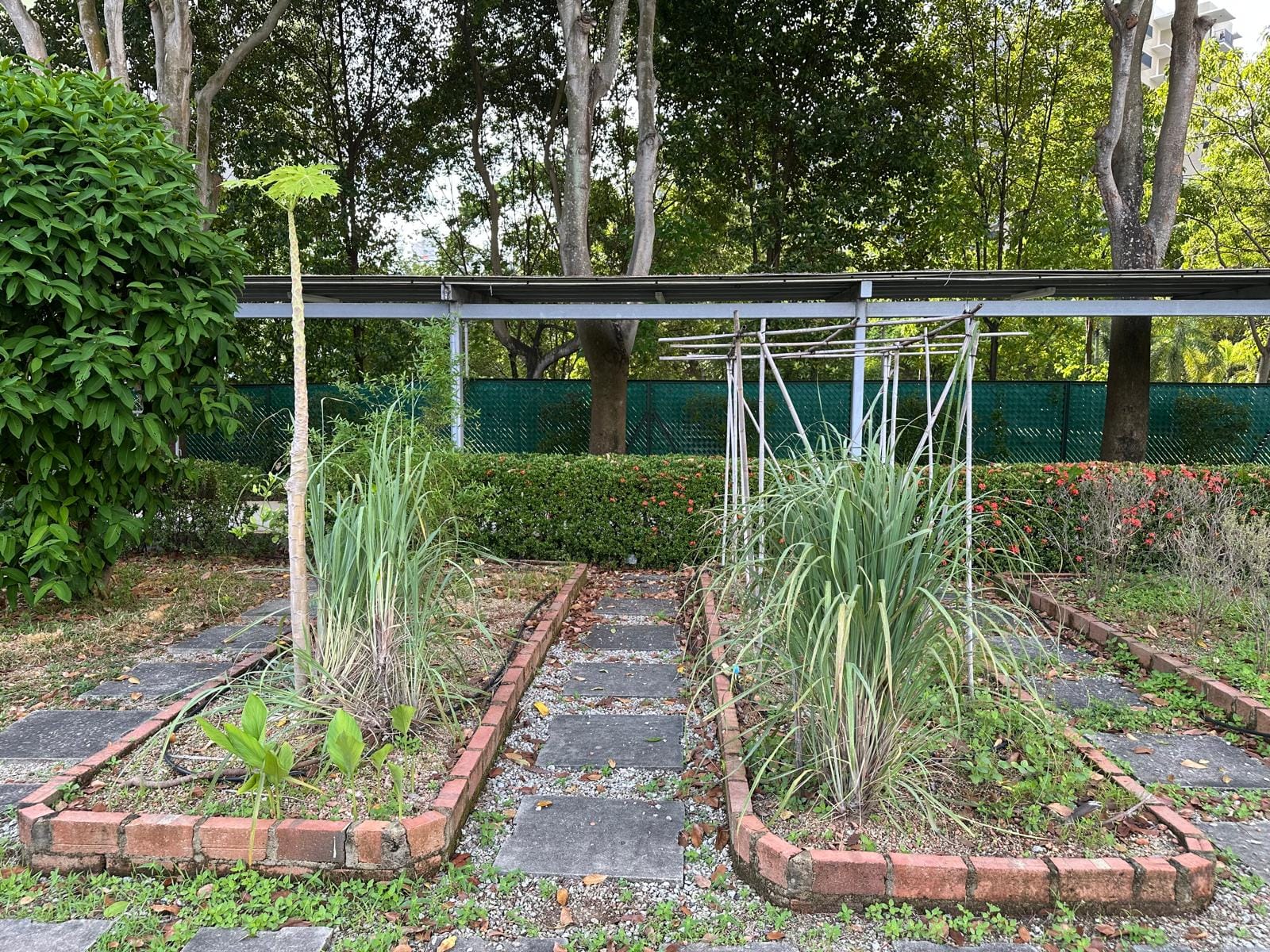 Two brick-bordered raised garden beds with tall grass plants, separated by a stone path, surrounded by trees and shrubs.