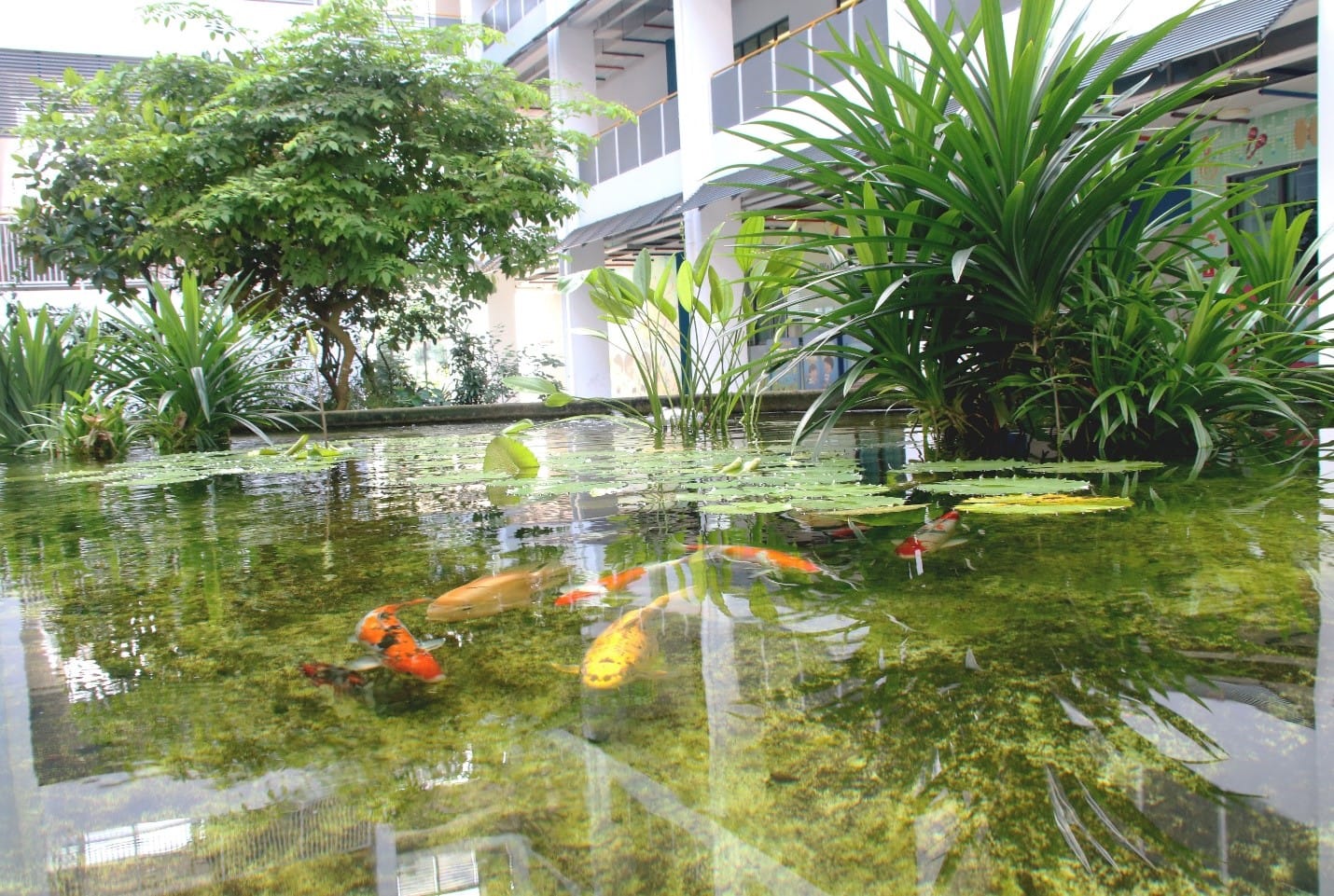Orange and yellow koi fish swim in a clear pond with lily pads, surrounded by lush green plants and a building.
