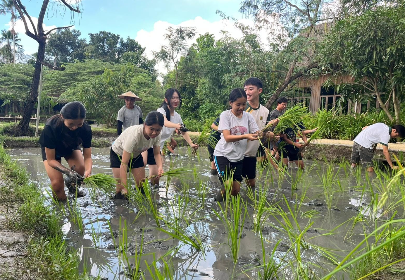 Students planting rice in a plantation.