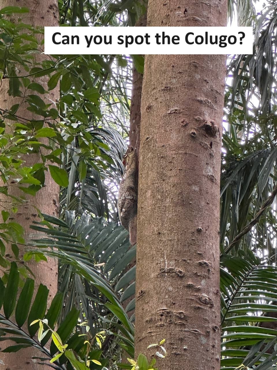A colugo hanging on the tree