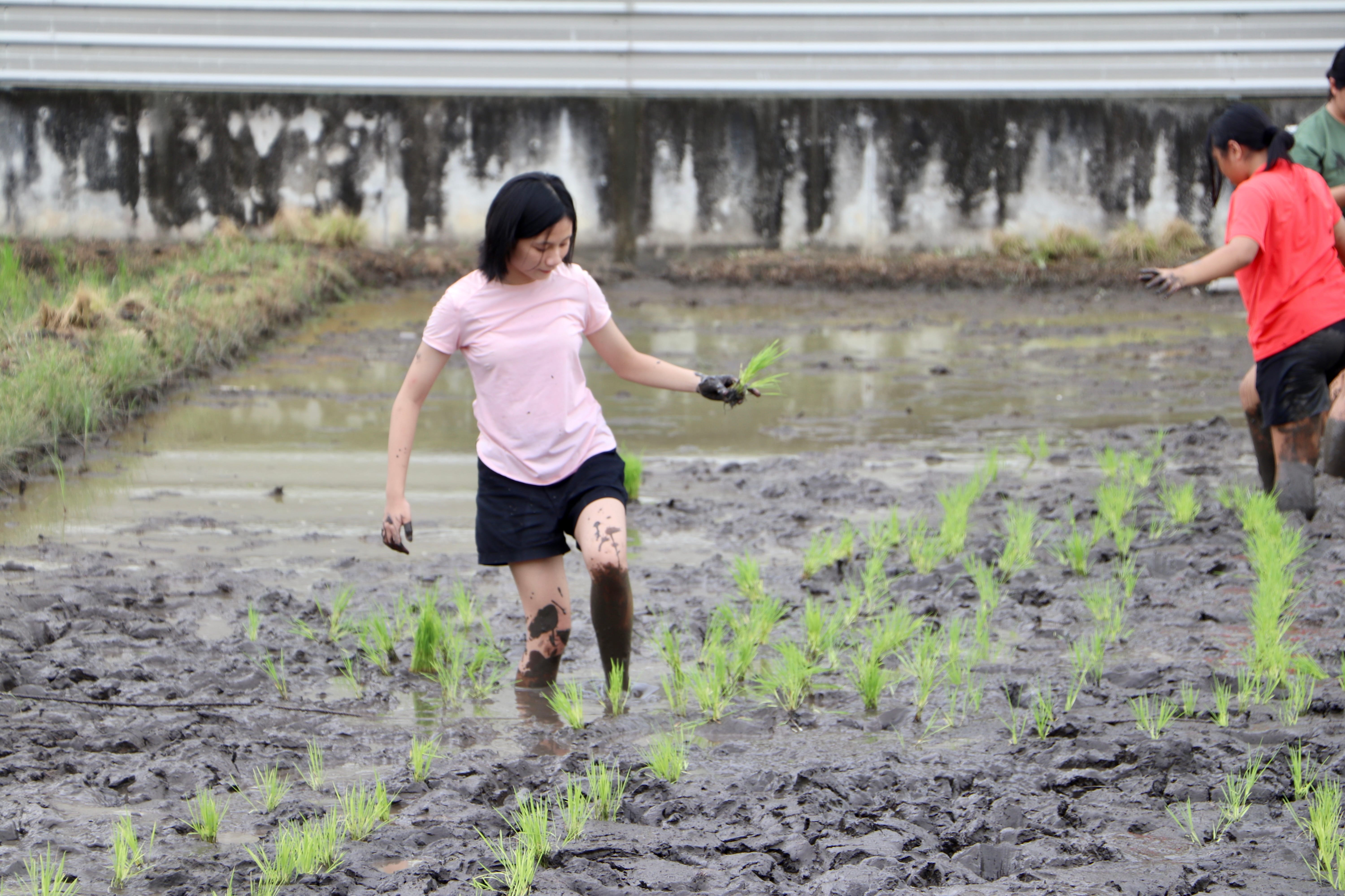 Person in pink shirt wades through muddy rice paddy holding seedlings; others work in background.
