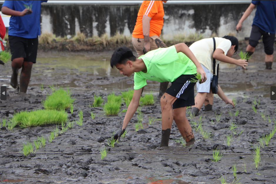 Several young people bend over to plant rice seedlings by hand in a muddy flooded paddy field.