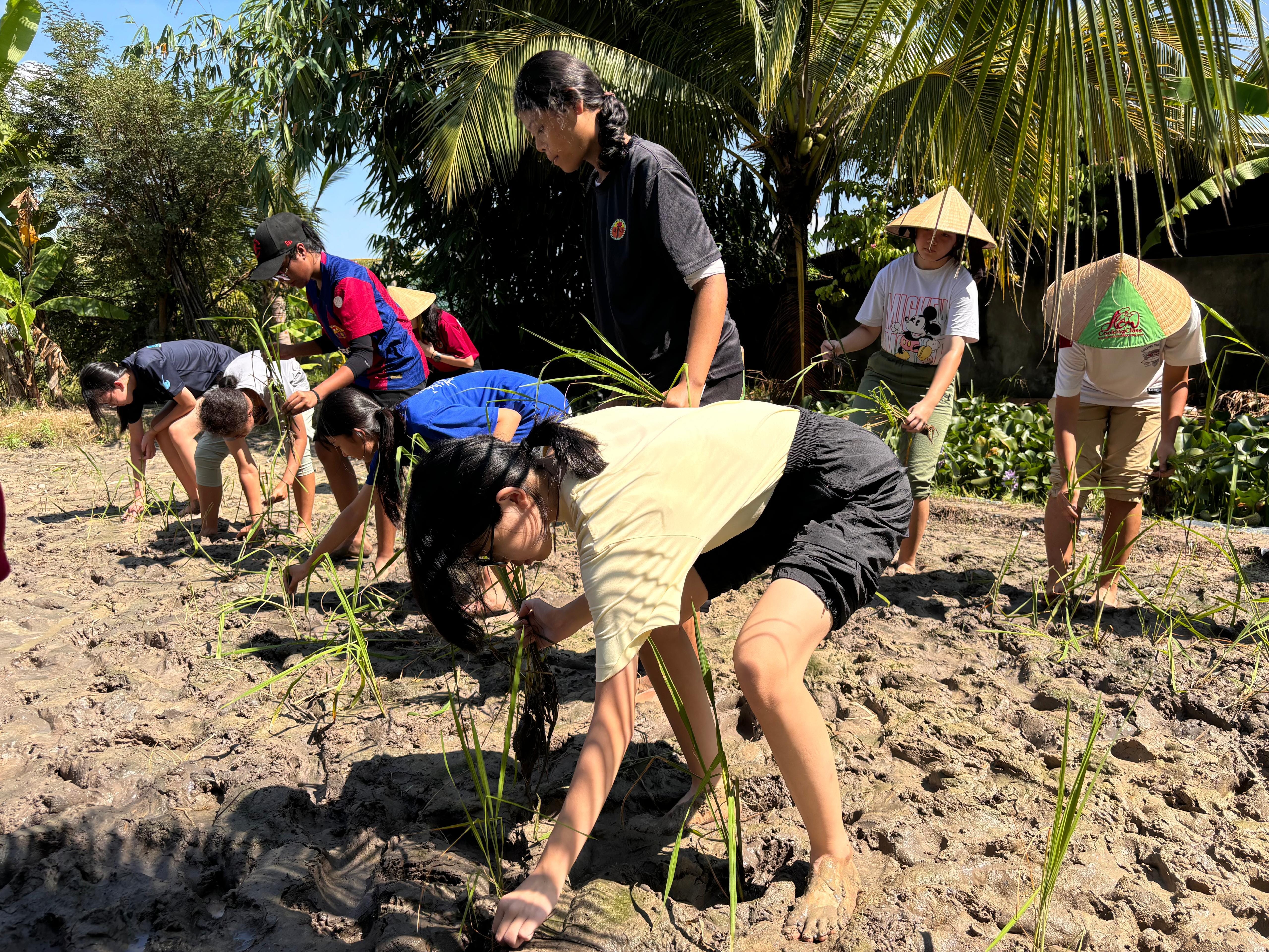 Several people, some wearing conical hats, bend over muddy ground planting rice seedlings near palm trees.